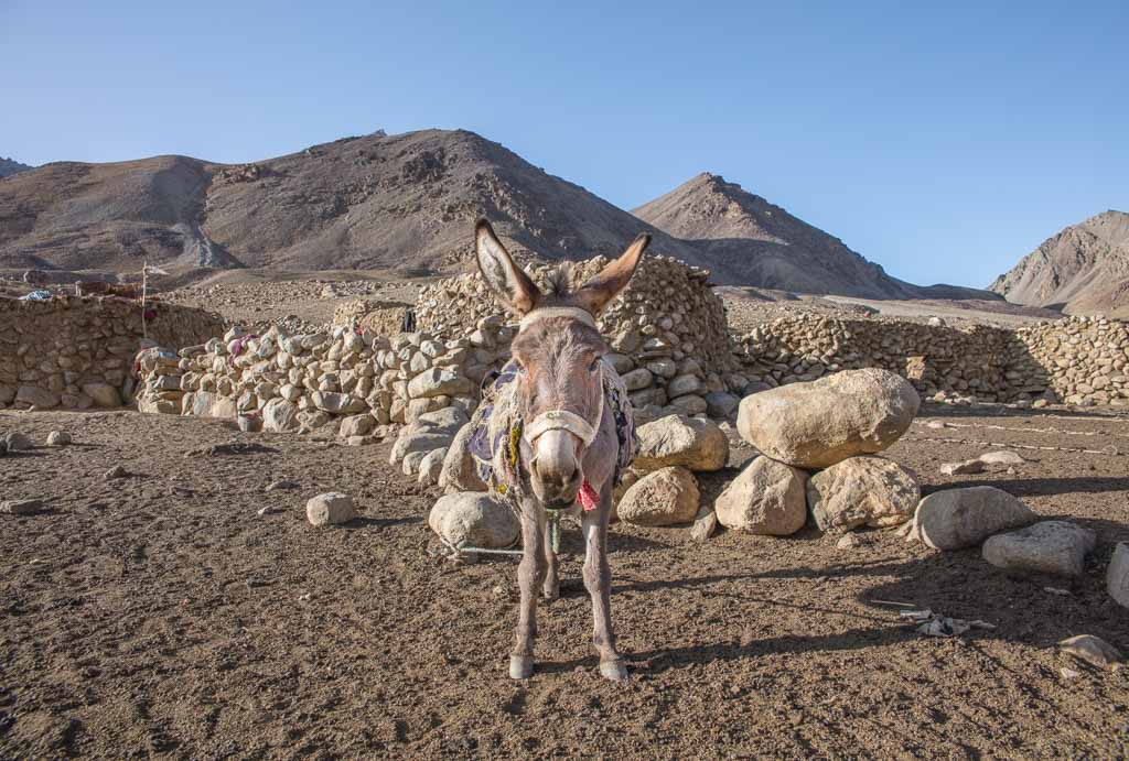 Donkey, Maydon Village, Great Pamir, Wakhan Corridor, Afghanistan, Afghan Wakhan trek, Afghan Wakhan tour, Afghan Wakhan expedition